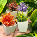 Set of 4 Mini Cute plants